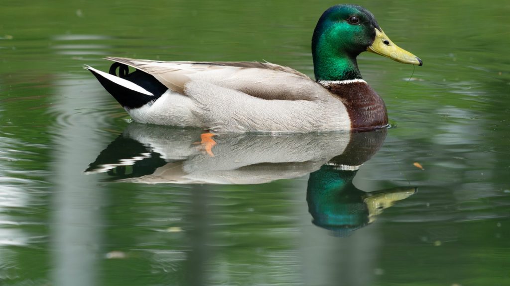 Drake Waterfowl