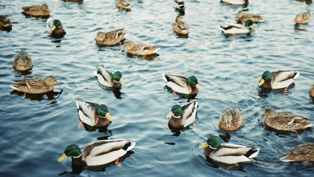 Drake waterfowl