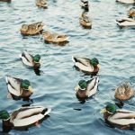 Drake waterfowl