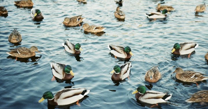 Drake waterfowl
